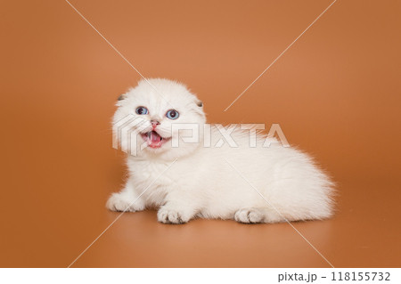 Small, cheerful white kitten 118155732