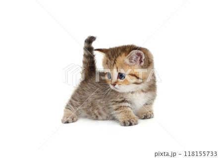 Funny little kitten looks around 118155733