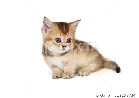 Funny little kitten looks around 118155734