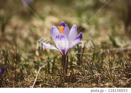 Spring crocus flower. Seasonal Easter background. 118156055