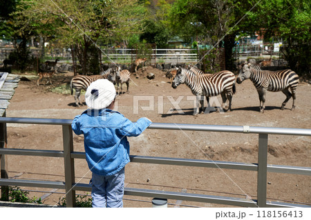 伊豆アニマルキングダムという動物園でシマウマを眺める子供 伊豆アニマルキングダムという動物園でシマウマを眺める子供 118156413