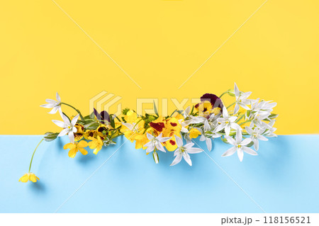 Happy greeting card. Summer flowers of viola, white Ornithogalum, buttercup on blue podium with place for text. Concept scene stage showcase for new product, promotion sale, cosmetic, presentation 118156521
