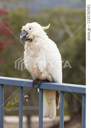 An old and seemingly worn out cockatoo taking a rest 118156561