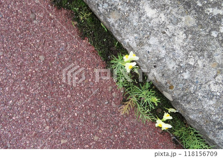 アスファルトから生えているホソバウンラン アスファルトから生えているホソバウンラン 118156709