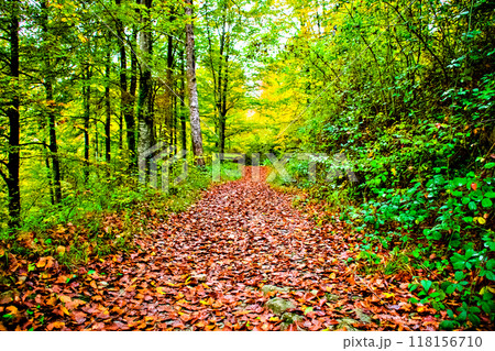 Autumn landscape in the forest of La Fageda de Grevolosa, La Garrotxa 118156710