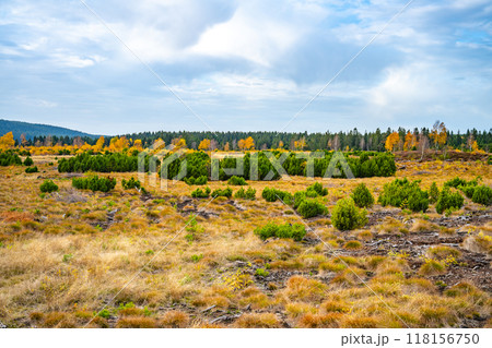 Vibrant autumn foliage adorns a serene valley filled with rich grass and scattered shrubs. The clear sky complements the warm hues of the season, creating a picturesque natural setting. Vibrant autumn foliage adorns a serene valley filled with rich grass and scattered shrubs. The clear sky complements the warm hues of the season, creating a picturesque natural setting. 118156750