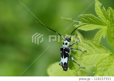 ラミーカミキリ 118157351