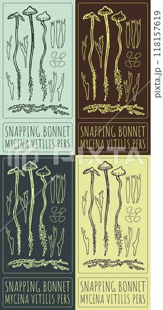 Set of vector drawing SNAPPING BONNET in various colors. Hand drawn illustration. Latin name is MYCENA VITILIS PERS 118157619