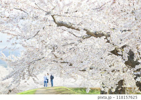 五稜郭公園の桜 118157625