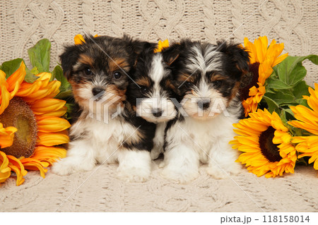 Adorable Biewer Yorkie Puppies with Sunflowers 118158014