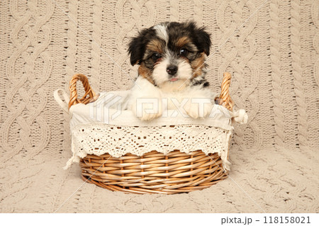 Biewer Yorkie Puppy in a Wicker Basket Biewer Yorkie Puppy in a Wicker Basket 118158021