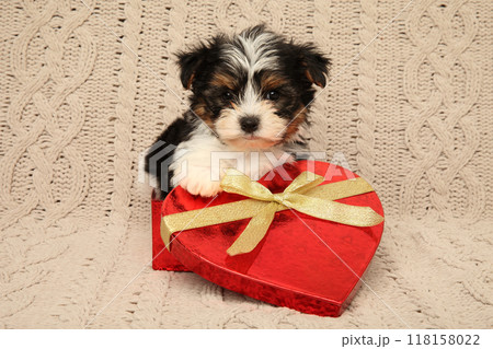 Biewer Yorkie Puppy with Heart-Shaped Gift Box 118158022