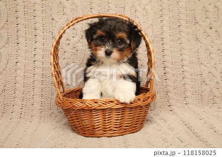 Adorable Puppy Sitting in a Basket 118158025