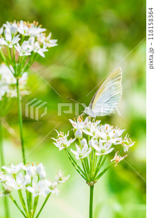 ニラの花に飛来したモンシロチョウ 118158364