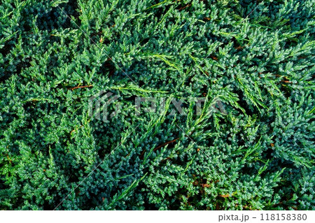 Natural Green Leaf Background Texture of Juniper Bush with Lush Foliage Close Up Detail 118158380