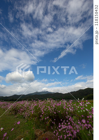 秋の空とコスモス 118158432