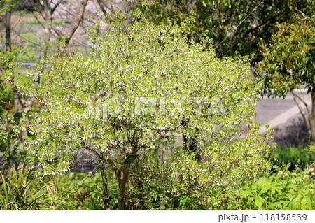 ドウダンツツジの花　満開 118158539