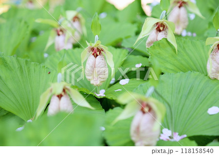 クマガイソウの花　満開 118158540