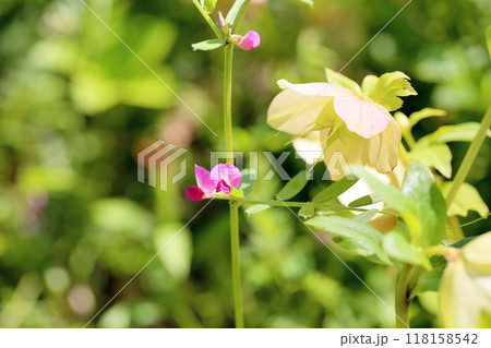 カラスノエンドウの花 118158542