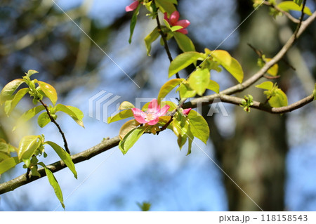 カリンの花 118158543