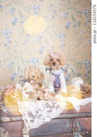 くまのぬいぐるみとトイプードル 118158578