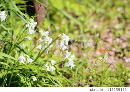 爽やか シラーの花 爽やか シラーの花 118159133