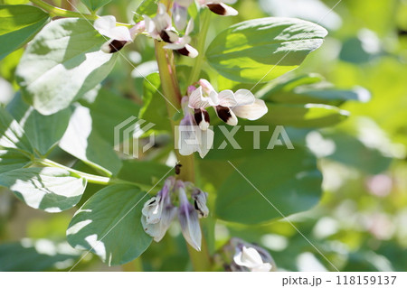 ソラマメの花　河内一寸 118159137