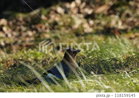 晩秋の森のミヤマカケス 118159145