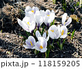 4月春の景色　春の訪れを感じさせてくれるキュートな花　白のクロッカス 118159205