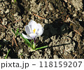 4月春の景色　春の訪れを感じさせてくれるキュートな花　白のクロッカス 118159207