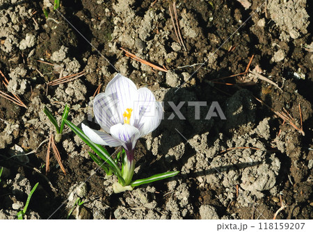 4月春の景色 春の訪れを感じさせてくれるキュートな花 白のクロッカス 4月春の景色 春の訪れを感じさせてくれるキュートな花 白のクロッカス 118159207