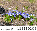 早春の花壇　春の訪れを告げ明るく彩る可愛らしいチオノドクサ 118159208