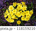 早春の花壇を華やかに彩ってくれるプリムラ　豊かな花色､可愛らしい花形が魅力 118159210