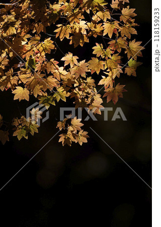 黄色に染まったモミジ 118159233