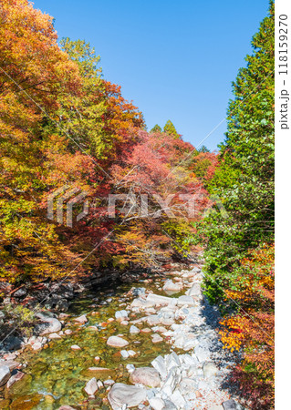 赤沢渓谷（秋） 118159270