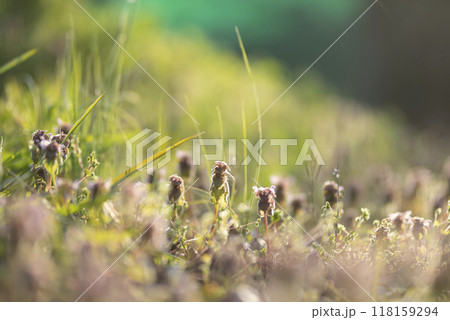 春の光を浴びるヒメオドリコソウ 春の光を浴びるヒメオドリコソウ 118159294