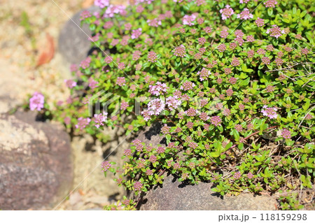 タイムの花 ロンギカウリス タイムの花 ロンギカウリス 118159298