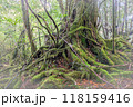 屋久島白谷雲水峡の森(2月)神が宿るきれいな苔むす森 118159416