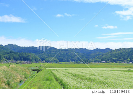 白馬山麓のそば畑 白馬山麓のそば畑 118159418
