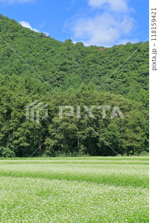 白馬山麓のそば畑 白馬山麓のそば畑 118159421