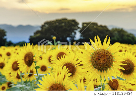 夕焼けの中の神奈川県郊外のひまわり畑 夕焼けの中の神奈川県郊外のひまわり畑 118159454