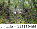 屋久島白谷雲水峡の森(2月)神が宿る苔むす森と渓流渓谷 118159466