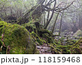 屋久島白谷雲水峡の森(2月)神が宿る苔むす森と渓流渓谷 118159468