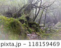 屋久島白谷雲水峡の森(2月)神が宿る苔むす森と渓流渓谷 118159469