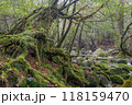 屋久島白谷雲水峡の森(2月)神が宿る苔むす森と渓流渓谷 118159470