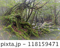 屋久島白谷雲水峡の森(2月)神が宿る苔むす森と渓流渓谷 118159471