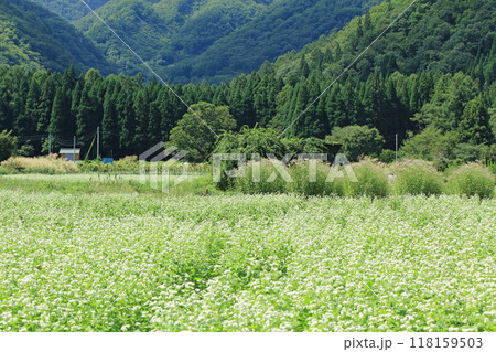 白馬山麓のそば畑 白馬山麓のそば畑 118159503