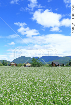 白馬山麓のそば畑 白馬山麓のそば畑 118159506