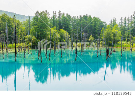 夏の北海道　美瑛　神秘の白金青い池 118159543