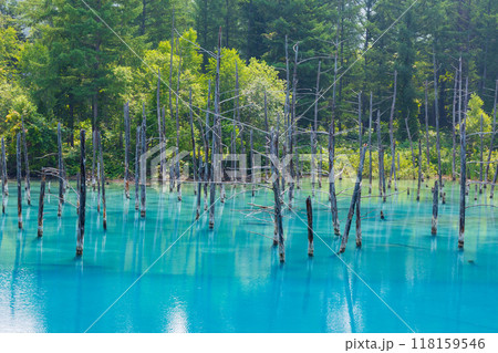 夏の北海道 美瑛 神秘の白金青い池 夏の北海道 美瑛 神秘の白金青い池 118159546